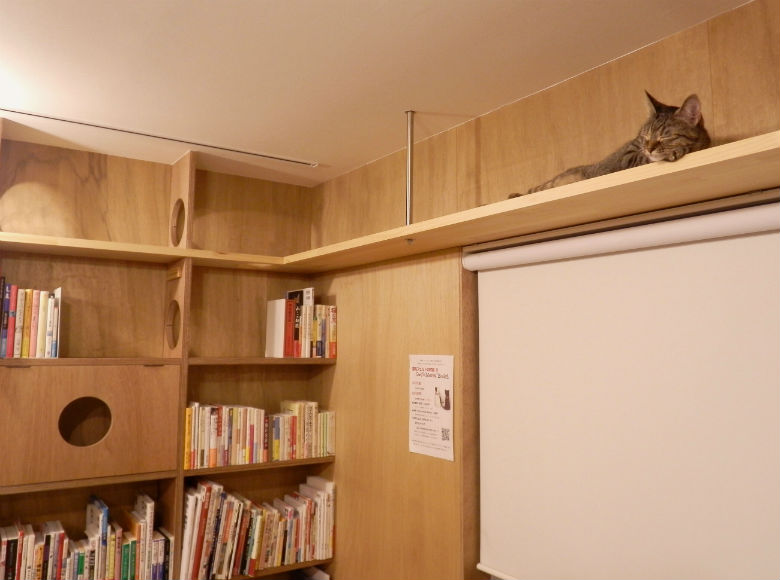 東京・三軒茶屋 猫本屋さん『Cat's Meow Books』棚の上でくつろいでいる猫とたくさんの猫本