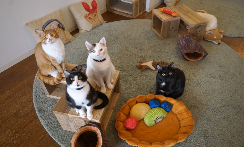 大阪 北区 Save Cat Cafe 手作りスイーツ カレーに心が和む 未来の家族を待つ保護猫たちに会いに行こう 開店ポータル 店舗や企業のオンライン化を応援するサイト