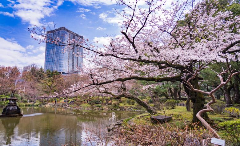 東京の桜開花はいつ お花見に持っていきたいテイクアウト10選 開店ポータル 店舗や企業のオンライン化を応援するサイト