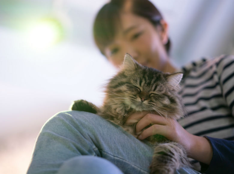 動物系カフェ開業 アニマルカフェ を開く時に必要な資格や許可を調べてみた 開店ポータル 店舗や企業のオンライン化を応援するサイト