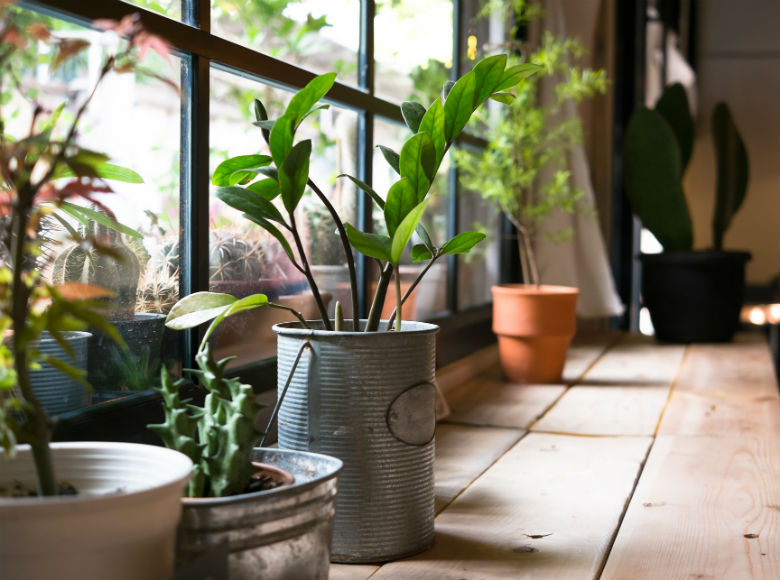 取扱い注意 実は危険な観葉植物 子どもやペット同伴可のお店は要チェック 開店ポータル 店舗や企業のオンライン化を応援するサイト